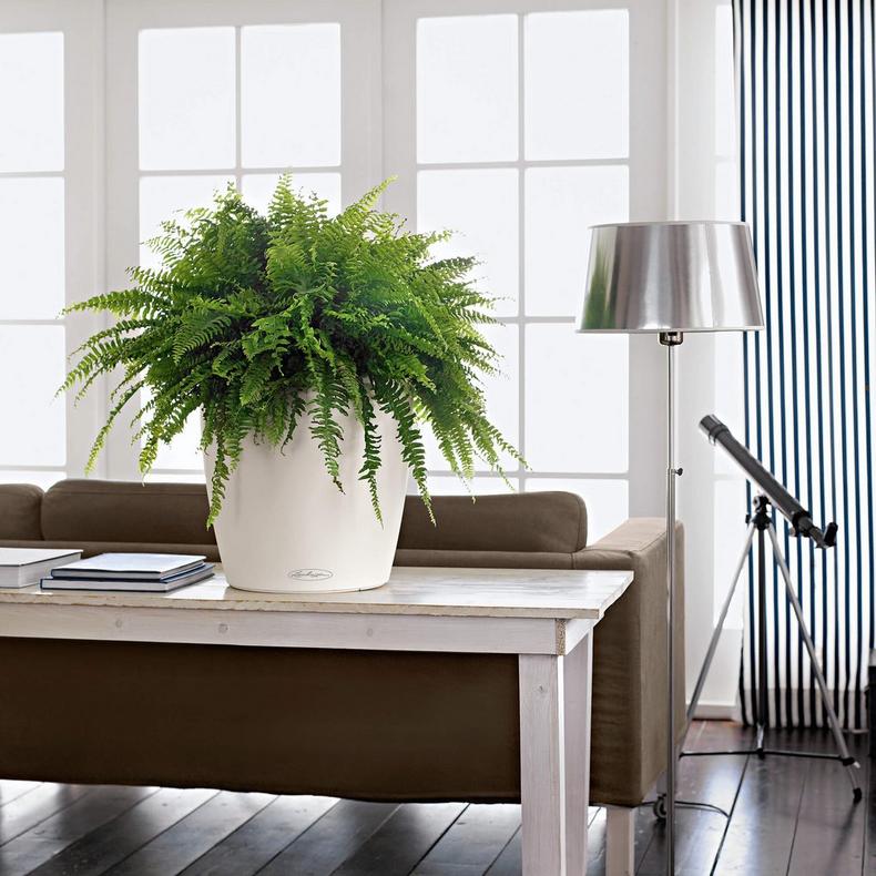 le_classico-color35_product_addi_02